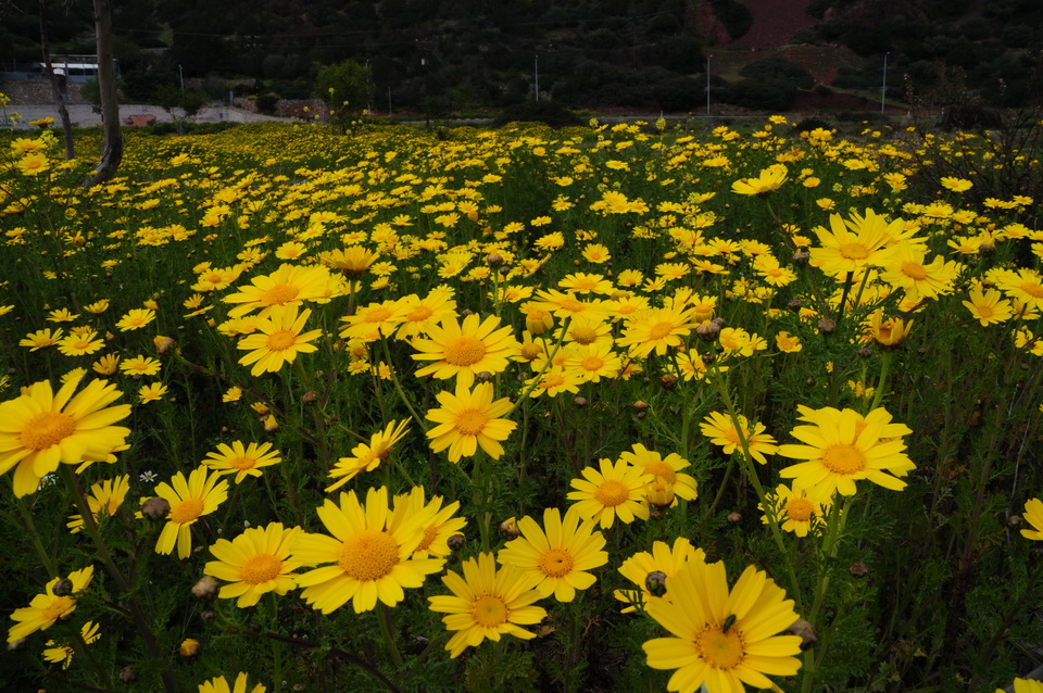 An Image Slideshow